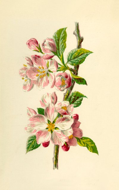 Apple, 1877. od Frederick Edward Hulme