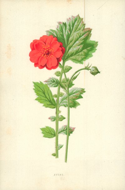 Avens od Frederick Edward Hulme