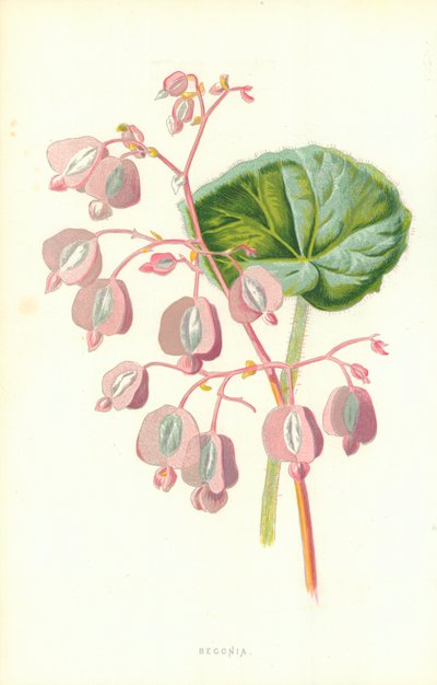 Begónie od Frederick Edward Hulme