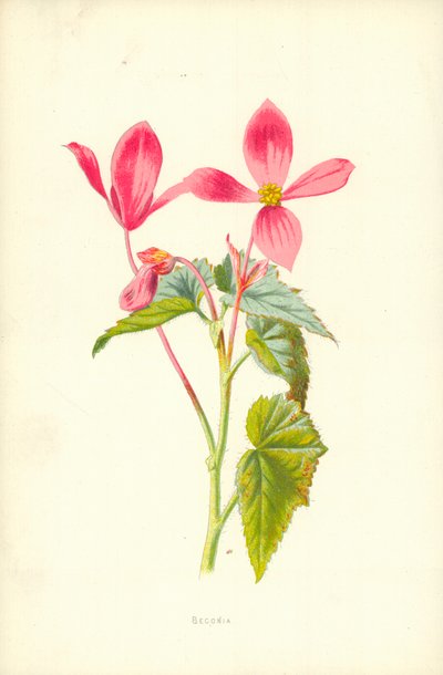 Begonie od Frederick Edward Hulme