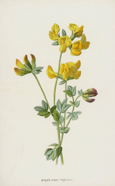 Ptačí trojlístek (chromolitho) od Frederick Edward Hulme