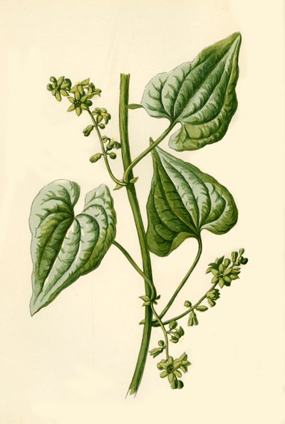 Black Bryony, 1877. od Frederick Edward Hulme