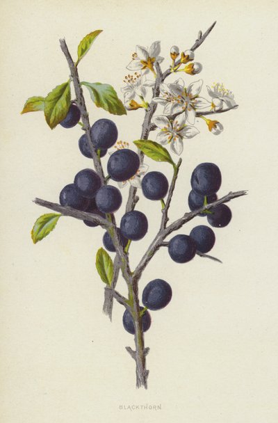 Kosodřevina (chromolit) od Frederick Edward Hulme