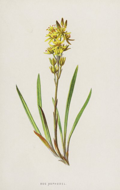 Bog Asfodel (chromolitho) od Frederick Edward Hulme