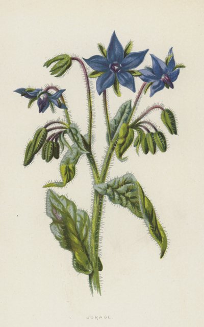 Borák (chromolit) od Frederick Edward Hulme