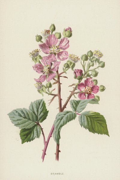 ostružiník (chromolitho) od Frederick Edward Hulme