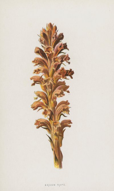 Smeták Řepka (chromolitho) od Frederick Edward Hulme