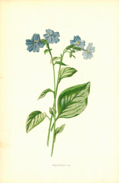 Browallia od Frederick Edward Hulme