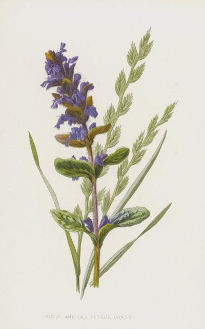 Polnice a kostřava vysoká (chromolitho) od Frederick Edward Hulme