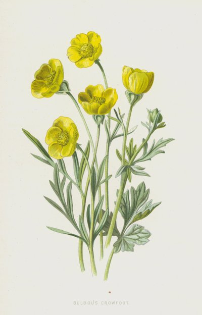 Cibulovitý Crowfoot (chromolitho) od Frederick Edward Hulme