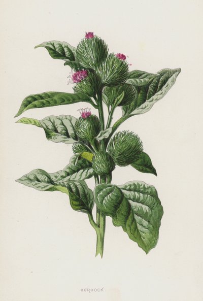 Lopuch (chromolitho) od Frederick Edward Hulme