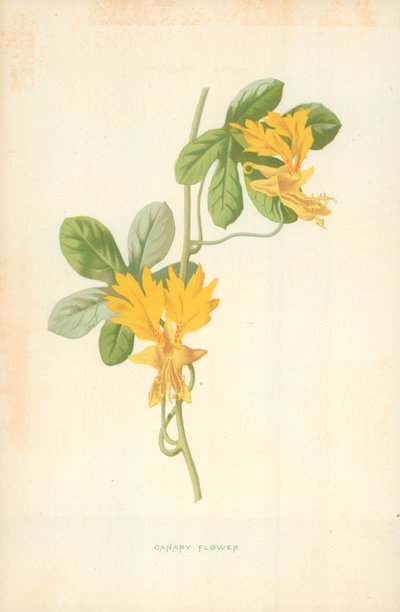 Kanárská květina od Frederick Edward Hulme
