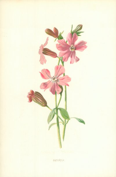 Catchfly od Frederick Edward Hulme