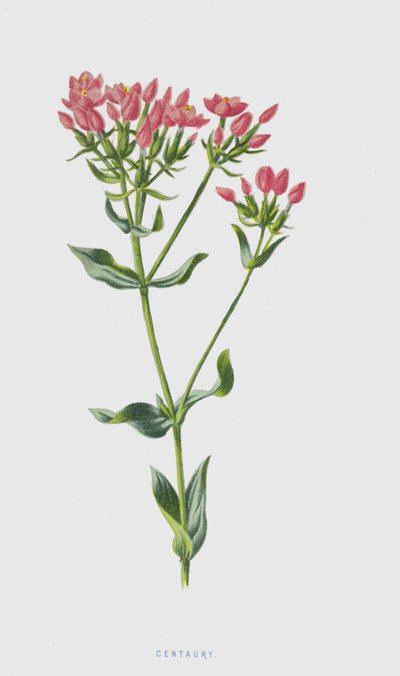 Centaury (chromolit) od Frederick Edward Hulme