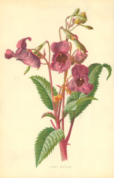 Balzám Ciant od Frederick Edward Hulme