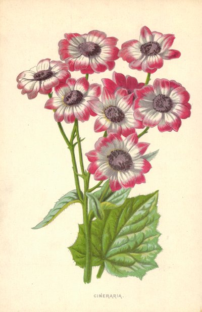 Cineraria od Frederick Edward Hulme