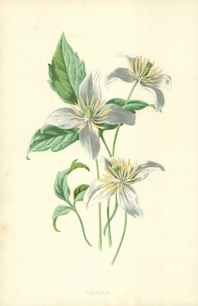 Clematis od Frederick Edward Hulme