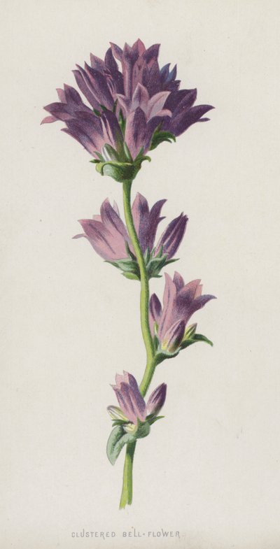 Clustered Bell-Flower (chromolitho) od Frederick Edward Hulme