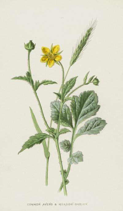 Avens a Luční ječmen (chromolitho) od Frederick Edward Hulme