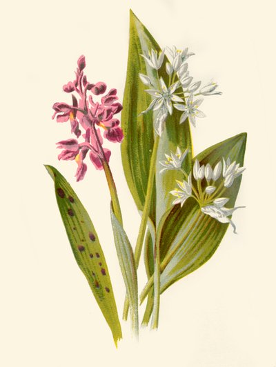 Orchidej obecná a česnek širokolistý, 1877. od Frederick Edward Hulme