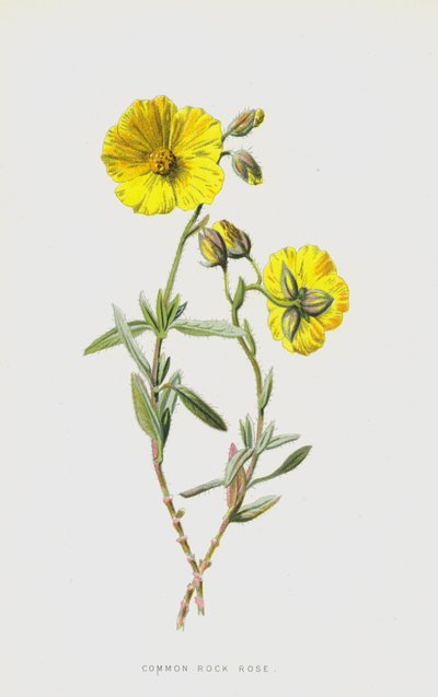 Common Rock Rose (chromolitho) od Frederick Edward Hulme