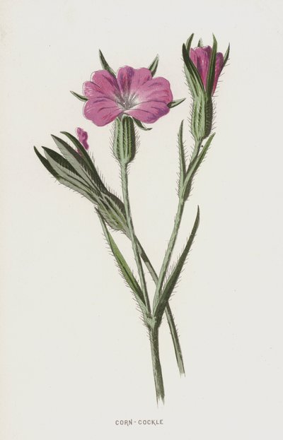 Corn-Cockle (chromolitho) od Frederick Edward Hulme