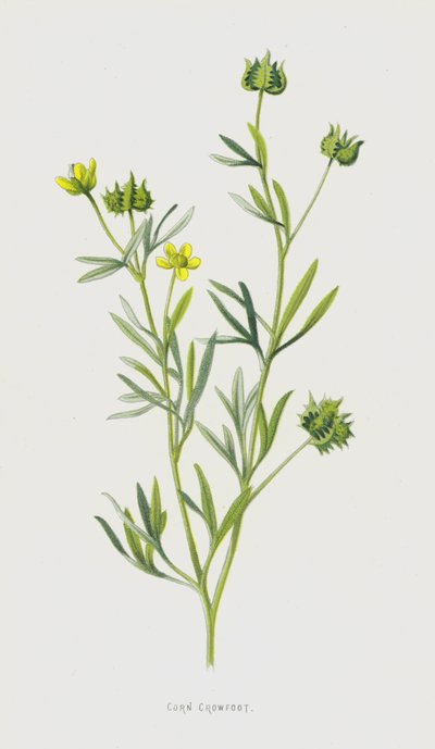 Corn Crowfoot (chromolitho) od Frederick Edward Hulme