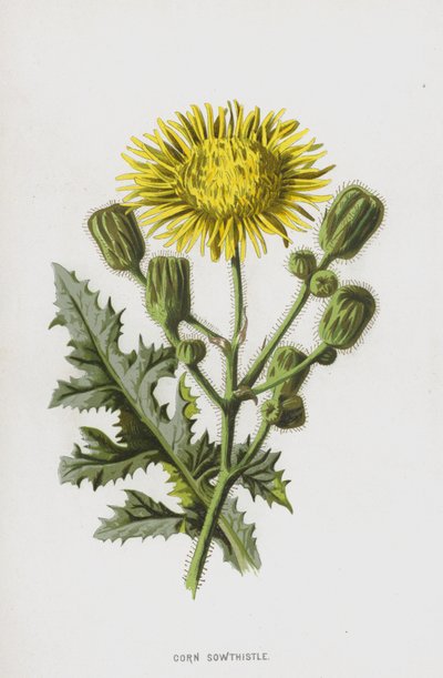 Osamělka kukuřičná (chromolitho) od Frederick Edward Hulme