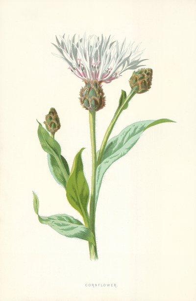Chrpa od Frederick Edward Hulme