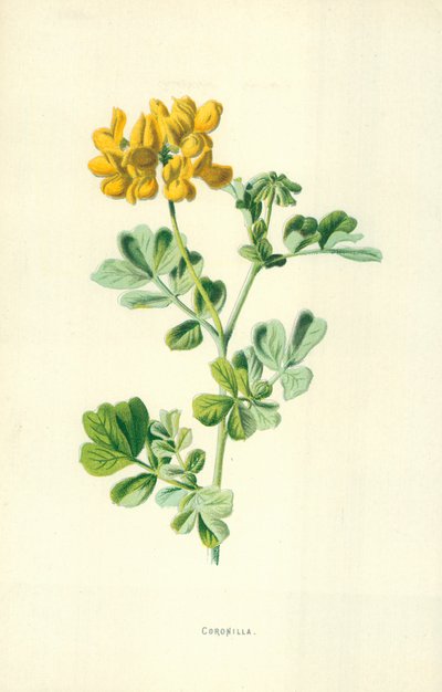 Koruna od Frederick Edward Hulme