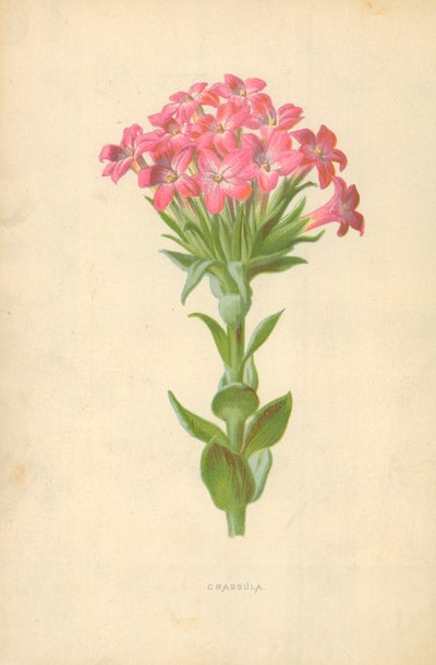 Crassula od Frederick Edward Hulme