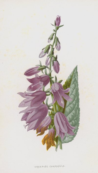 Campanula plazivá (chromolitho) od Frederick Edward Hulme