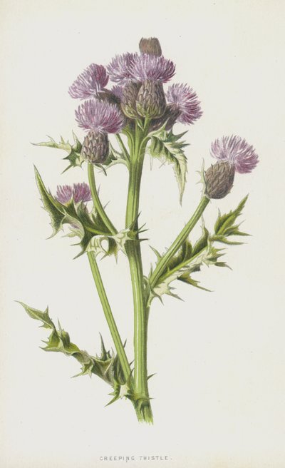 pcháč plazivý (chromolitho) od Frederick Edward Hulme