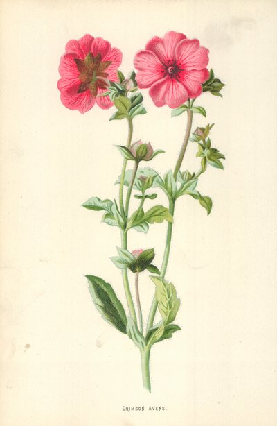 Crimson Avens od Frederick Edward Hulme