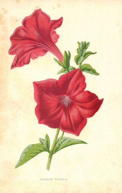 Karmínová Petunie od Frederick Edward Hulme