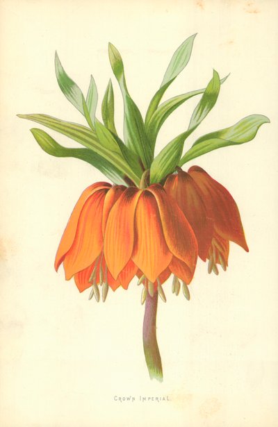 Císařská koruna od Frederick Edward Hulme