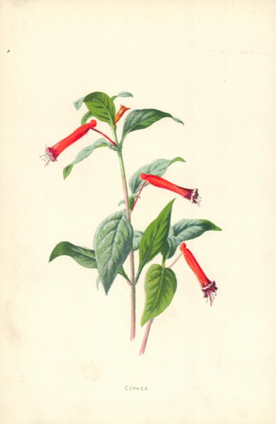 Cuphea od Frederick Edward Hulme