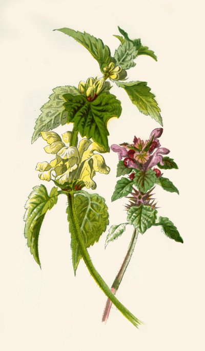 Dead-Nettle - Red & White, 1877. od Frederick Edward Hulme