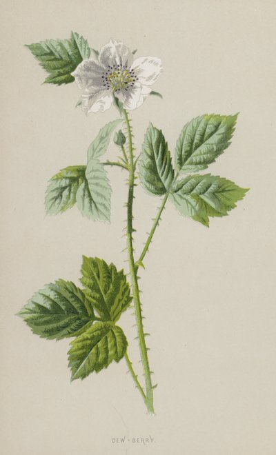 Dew-Berry (chromolitho) od Frederick Edward Hulme