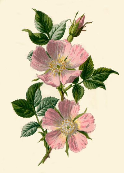 Dog-Rose, 1877. od Frederick Edward Hulme