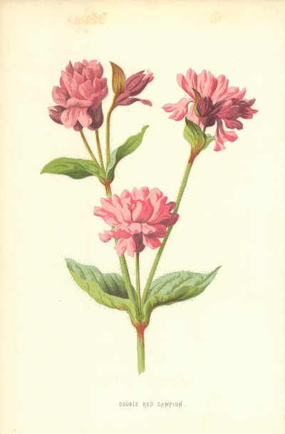Double Red Campion od Frederick Edward Hulme