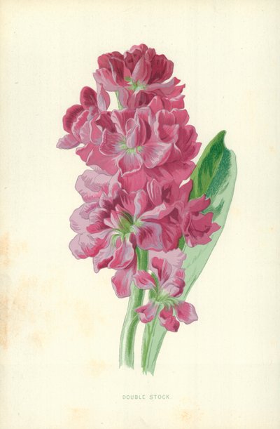 Dvojitá pažba od Frederick Edward Hulme