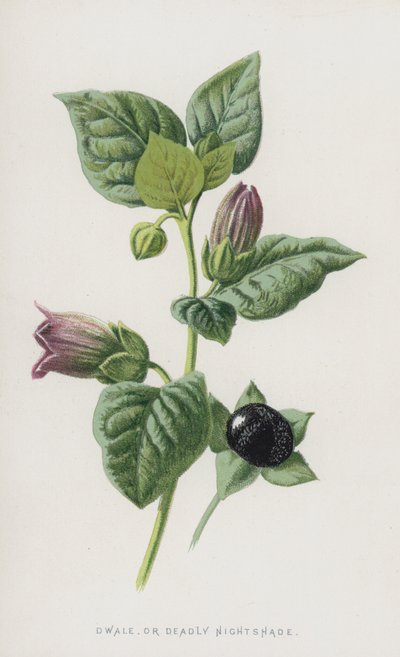 Dwale nebo Deadly Nightshade (chromolitho) od Frederick Edward Hulme