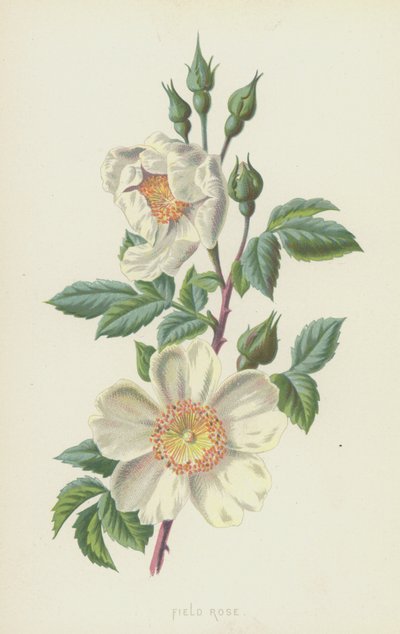 Polní růže (chromolitho) od Frederick Edward Hulme