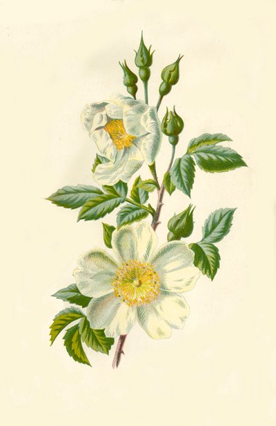 Polní růže, 1877. od Frederick Edward Hulme