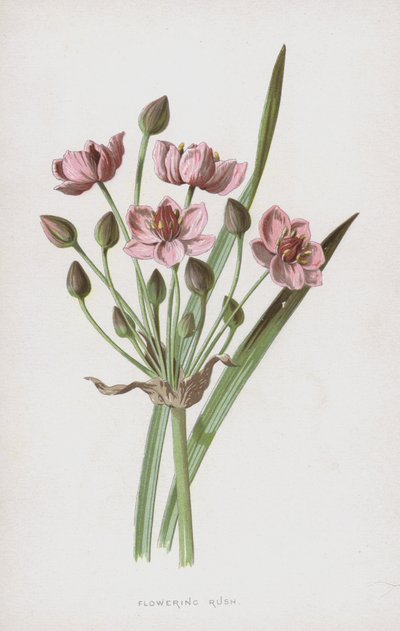 Kvetoucí Rush (chromolitho) od Frederick Edward Hulme