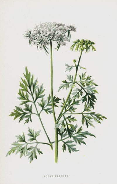 Fools Petržel (chromolitho) od Frederick Edward Hulme