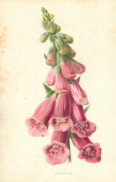 Foxclove od Frederick Edward Hulme
