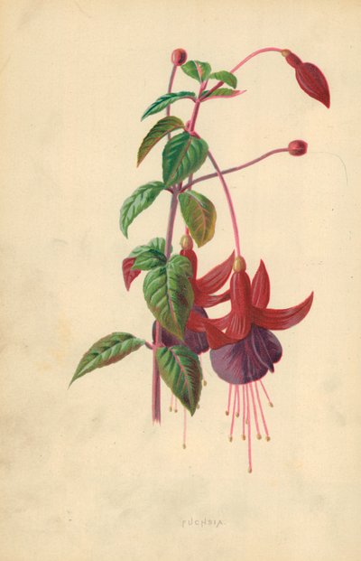 Fuchsie od Frederick Edward Hulme