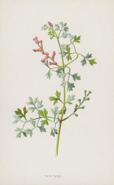 Fumitory (chromolitho) od Frederick Edward Hulme
